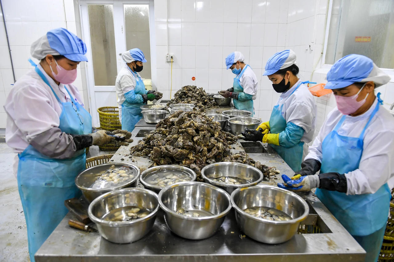 'Thủ phủ' hàu Vân Đồn nâng cao giá trị sản phẩm phục vụ thị trường trong nước