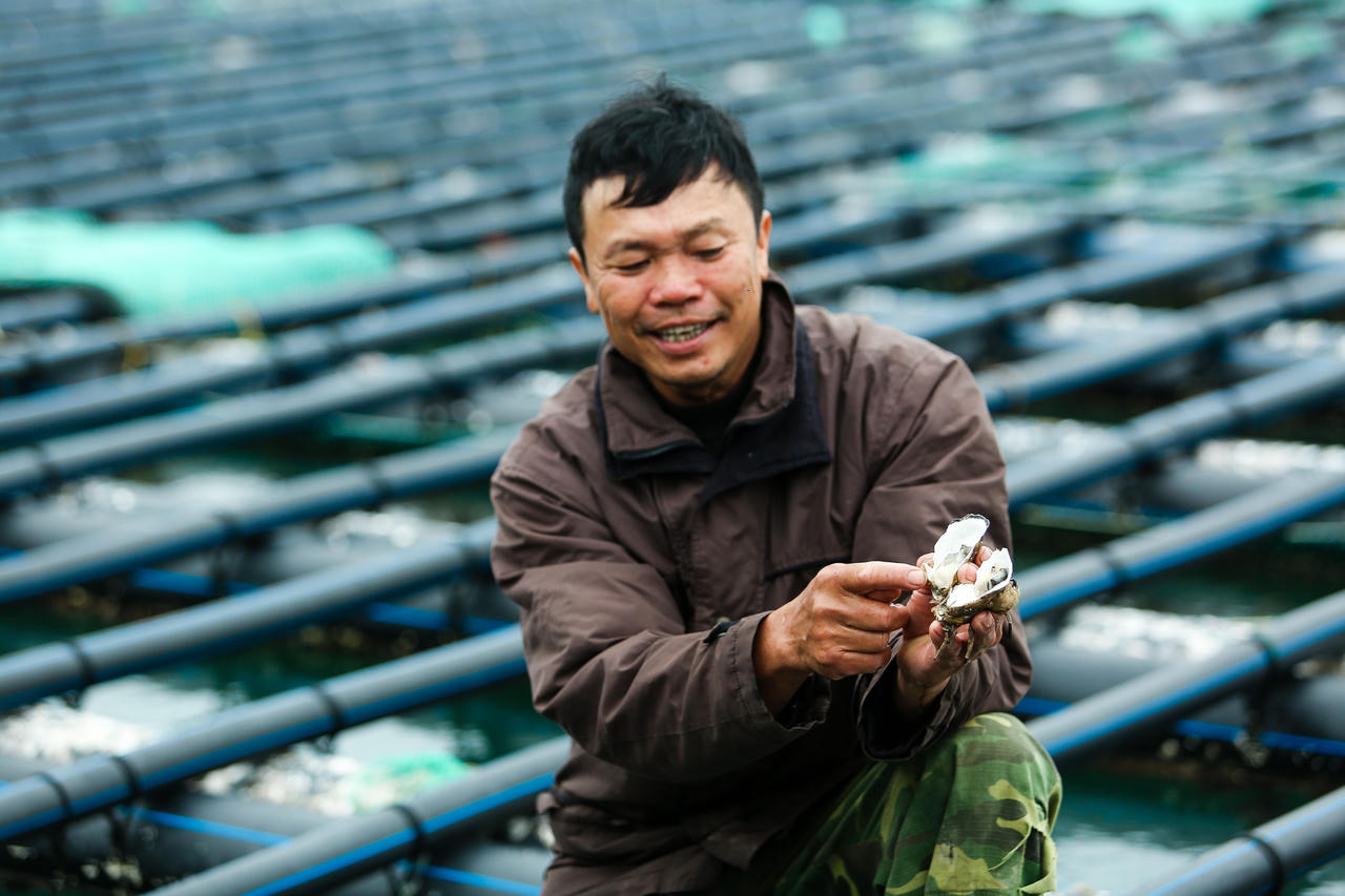 'Thủ phủ' hàu Vân Đồn nâng cao giá trị sản phẩm phục vụ thị trường trong nước