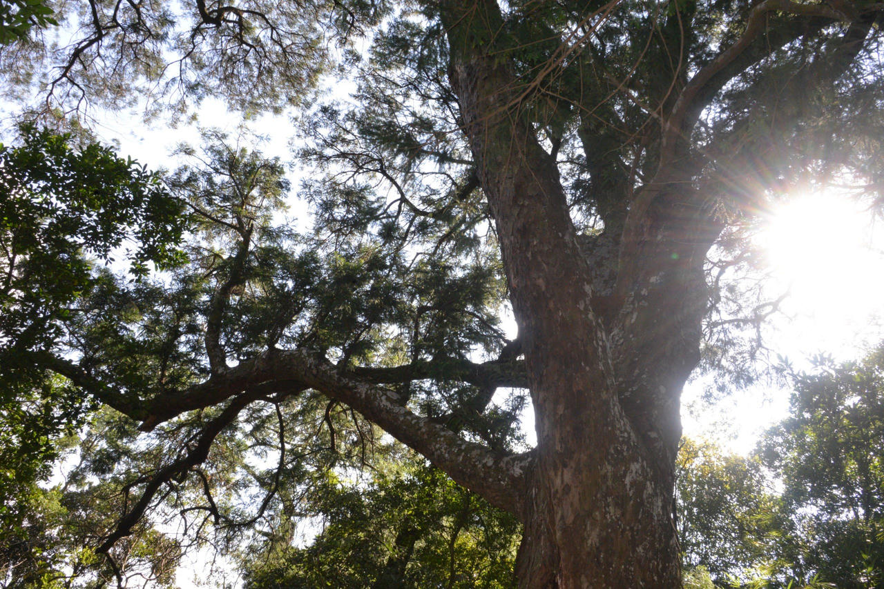 Về thăm các "cụ " Xích Tùng trên non thiêng Yên Tử