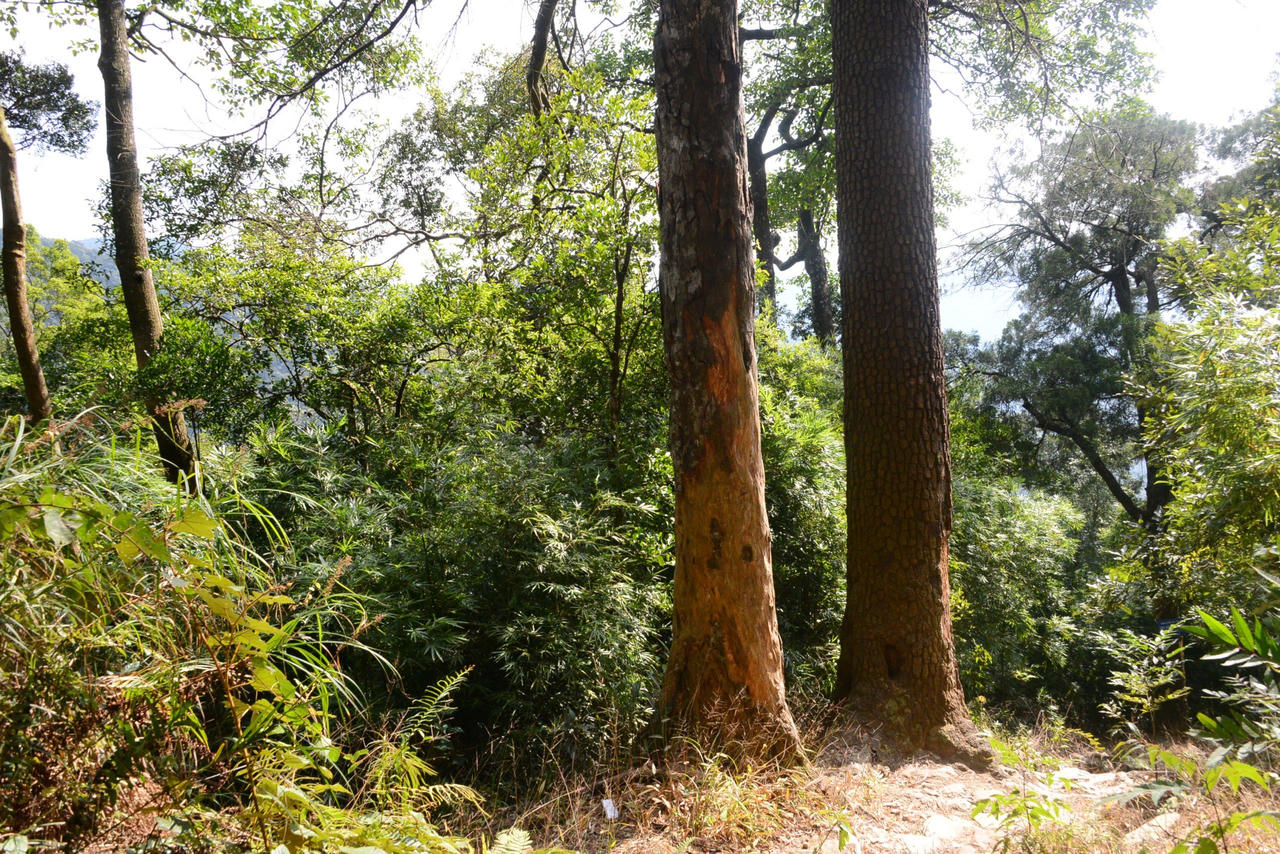 Về thăm các "cụ " Xích Tùng trên non thiêng Yên Tử