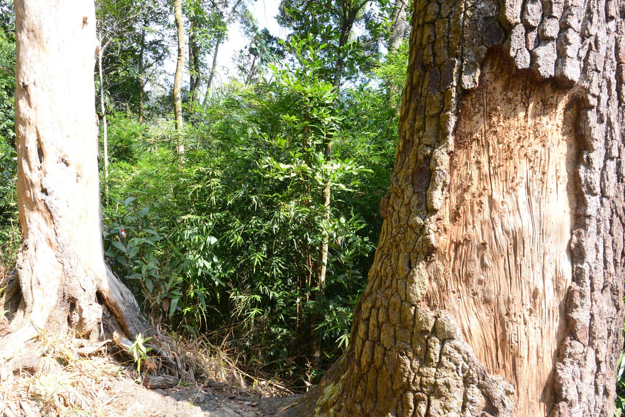 Về thăm các "cụ " Xích Tùng trên non thiêng Yên Tử