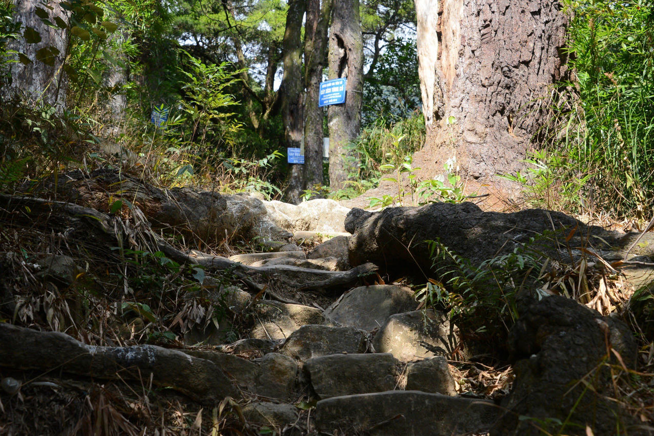 Về thăm các "cụ " Xích Tùng trên non thiêng Yên Tử