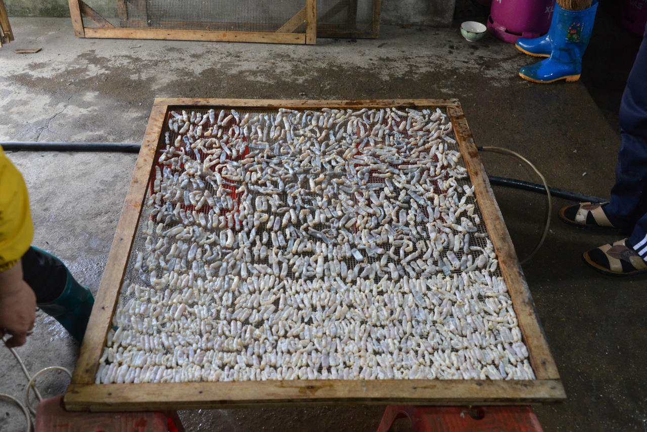 Về Quảng Ninh thưởng thức loại đặc sản 'đắt như vàng'