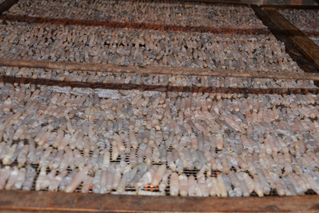 Về Quảng Ninh thưởng thức loại đặc sản 'đắt như vàng'