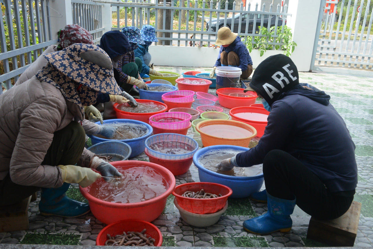 Về Quảng Ninh thưởng thức loại đặc sản 'đắt như vàng'