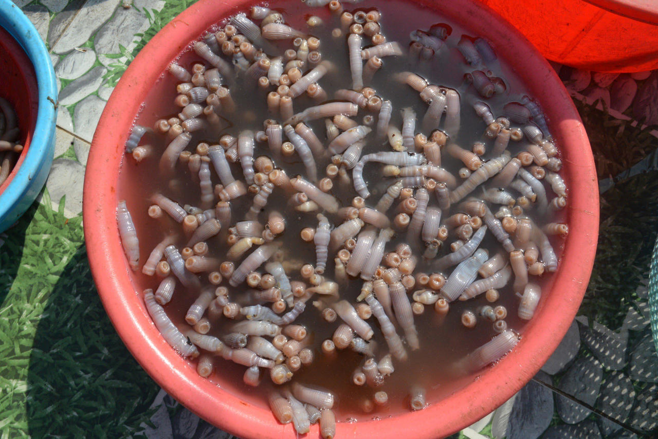 Về Quảng Ninh thưởng thức loại đặc sản 'đắt như vàng'