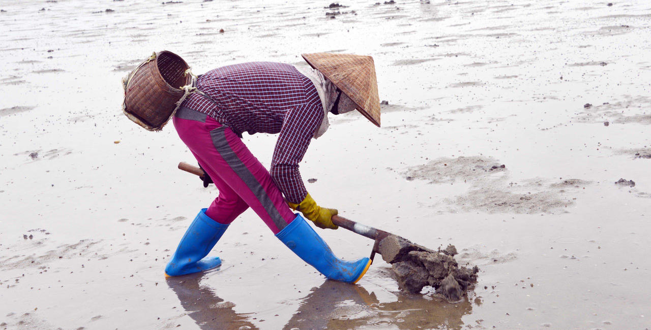 Về Quảng Ninh thưởng thức loại đặc sản 'đắt như vàng'