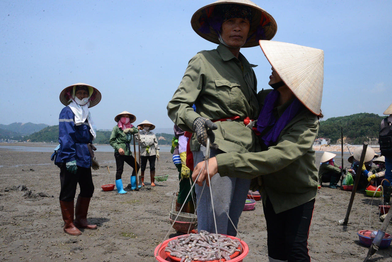 Về Quảng Ninh thưởng thức loại đặc sản 'đắt như vàng'