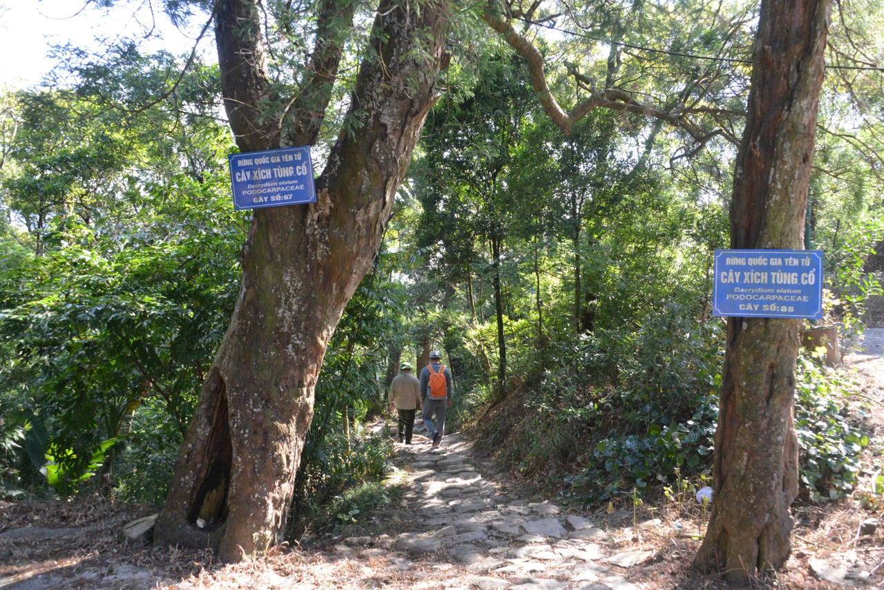 Về thăm các "cụ " Xích Tùng trên non thiêng Yên Tử