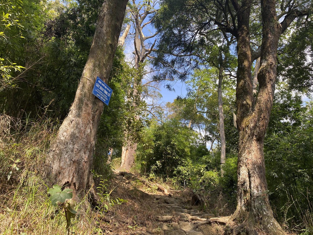 Về thăm các "cụ " Xích Tùng trên non thiêng Yên Tử