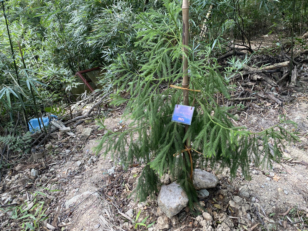 Về thăm các "cụ " Xích Tùng trên non thiêng Yên Tử