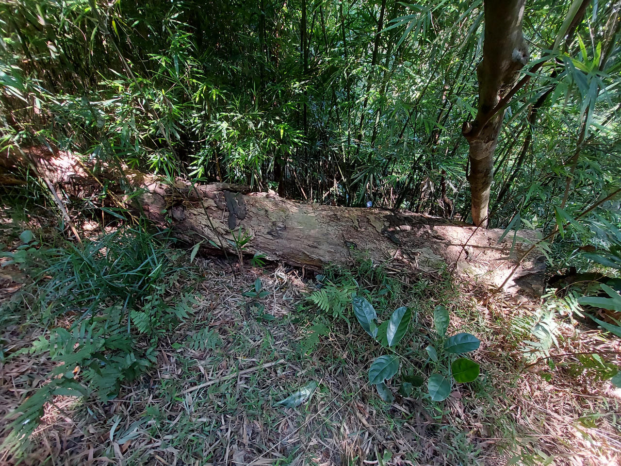 Về thăm các "cụ " Xích Tùng trên non thiêng Yên Tử