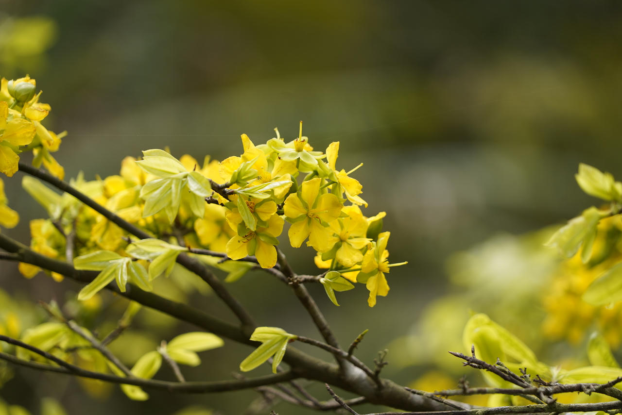 Du xuân về đất đất thiêng Yên Tử ngắm "đại lão mai vàng"