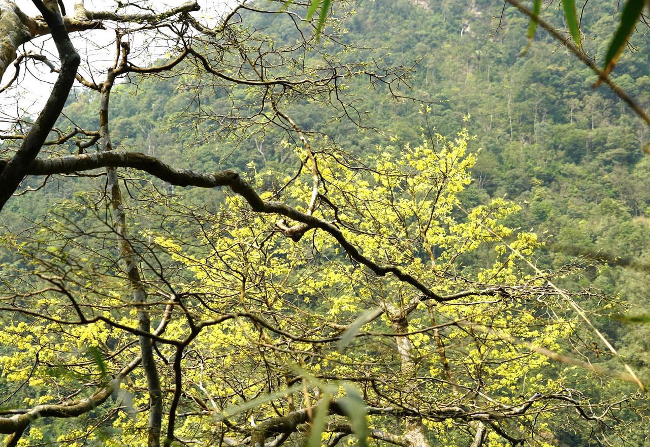 Du xuân về đất đất thiêng Yên Tử ngắm "đại lão mai vàng"