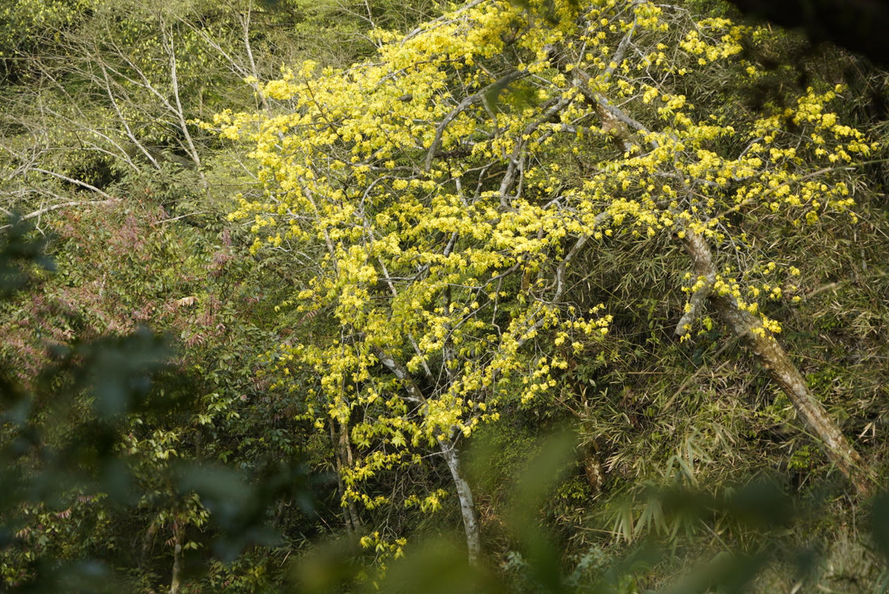 Du xuân về đất đất thiêng Yên Tử ngắm "đại lão mai vàng"
