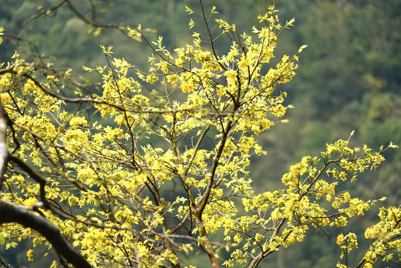 Du xuân về đất đất thiêng Yên Tử ngắm "đại lão mai vàng"