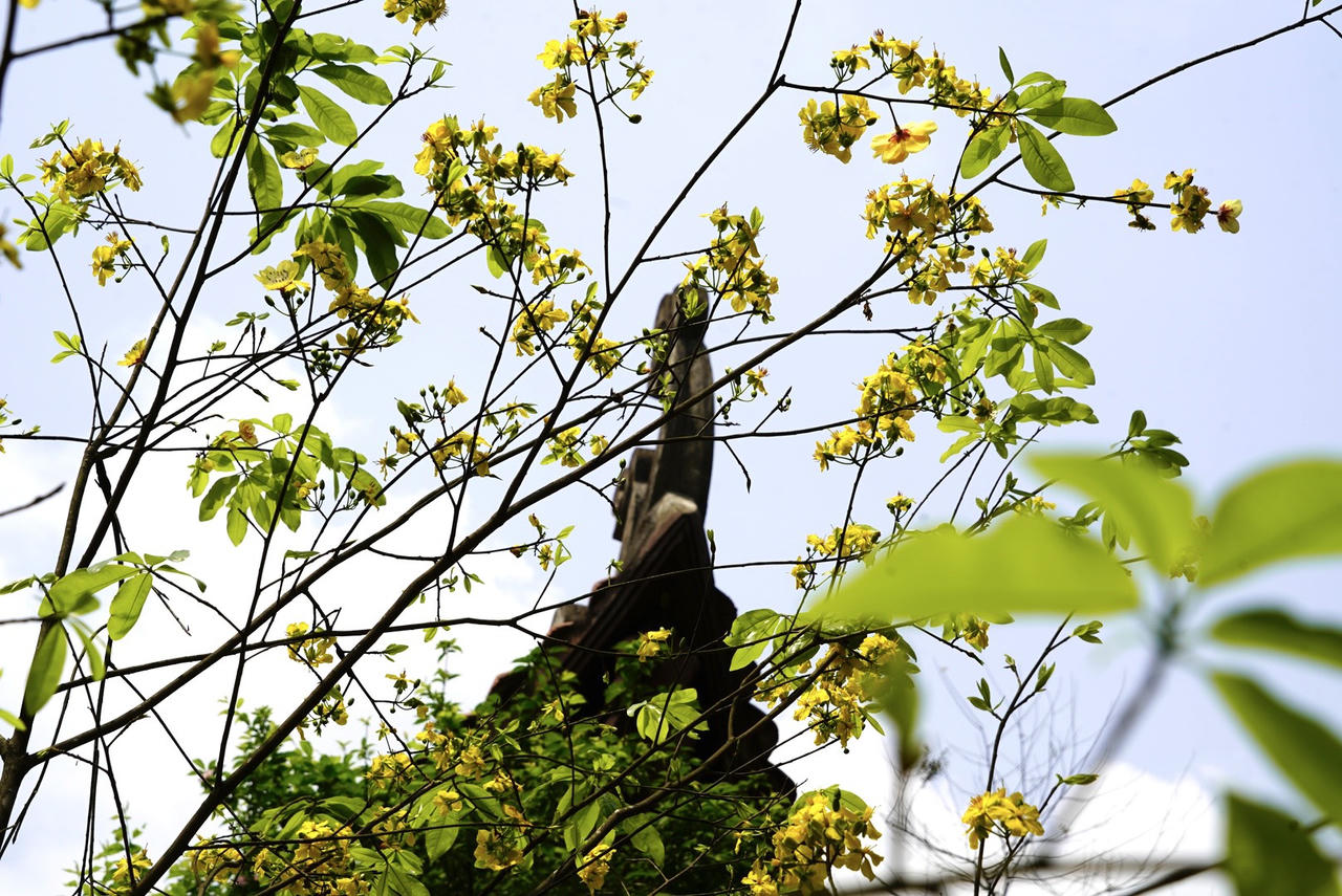 Du xuân về đất đất thiêng Yên Tử ngắm "đại lão mai vàng"