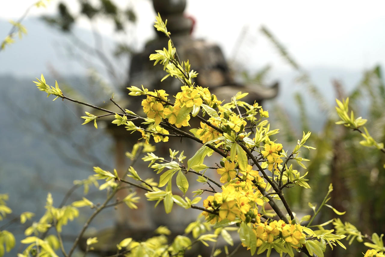 Du xuân về đất đất thiêng Yên Tử ngắm "đại lão mai vàng"