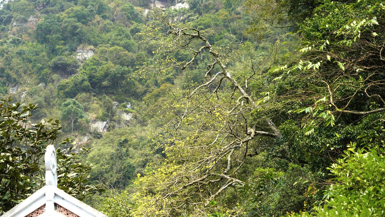 Du xuân về đất đất thiêng Yên Tử ngắm "đại lão mai vàng"