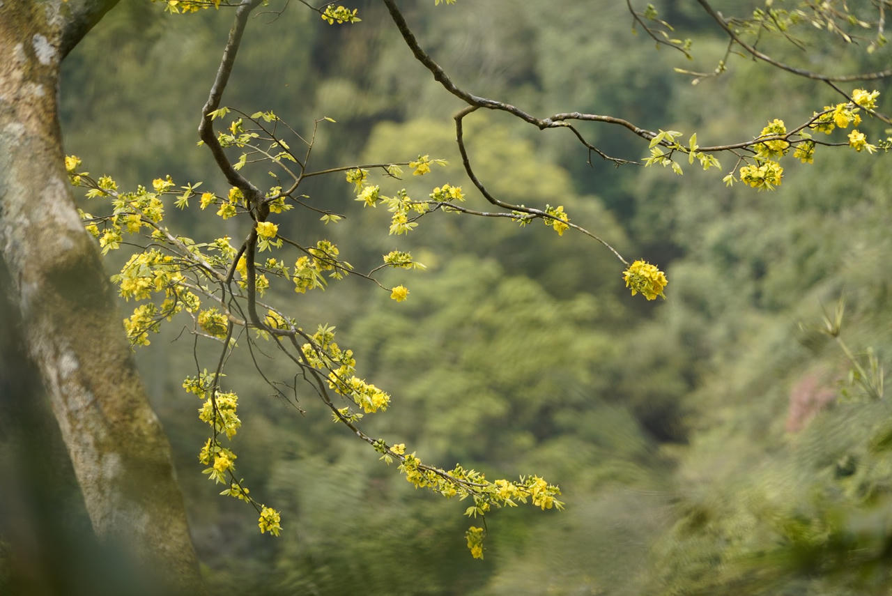 Du xuân về đất đất thiêng Yên Tử ngắm "đại lão mai vàng"