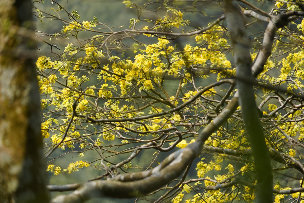 Du xuân về đất đất thiêng Yên Tử ngắm "đại lão mai vàng"