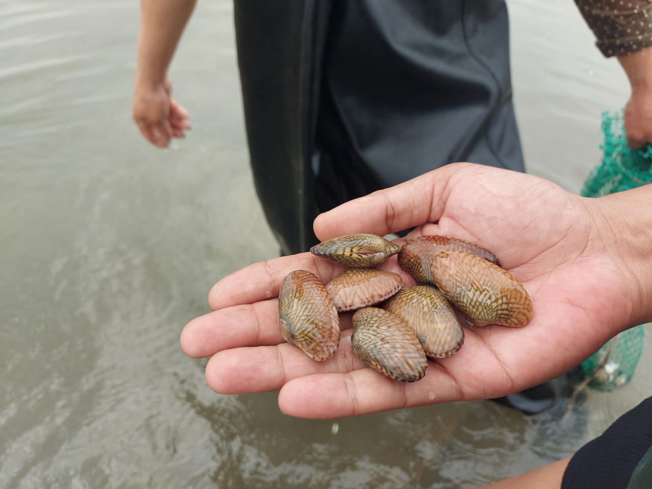 Quyết liệt xử lý tình trạng lấn chiếm bãi triều ở Móng Cái sau bài phản ánh của Báo Pháp luật Việt Nam