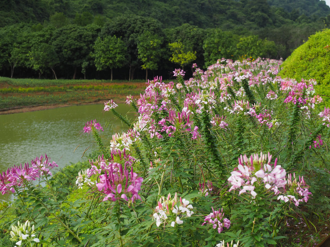 Thung Nham (Ninh Bình): Bản hòa tấu thơ mộng và bình yên