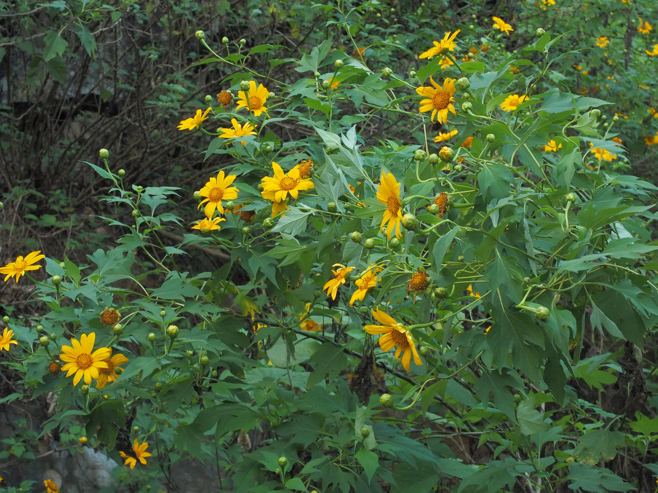 Thung Nham (Ninh Bình): Bản hòa tấu thơ mộng và bình yên