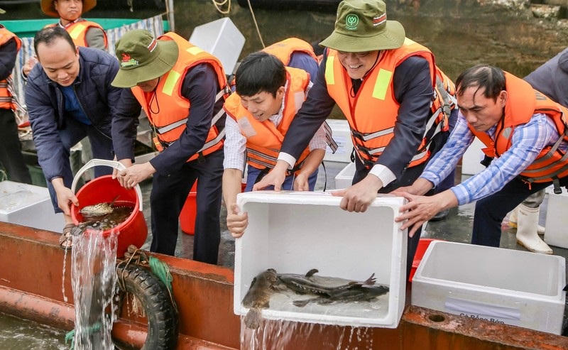 Thả một triệu con giống xuống sông Hồng, tái tạo nguồn lợi thủy sản