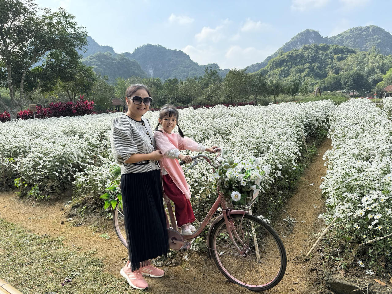 Vườn cúc họa mi 'gây sốt' ở Ninh Bình