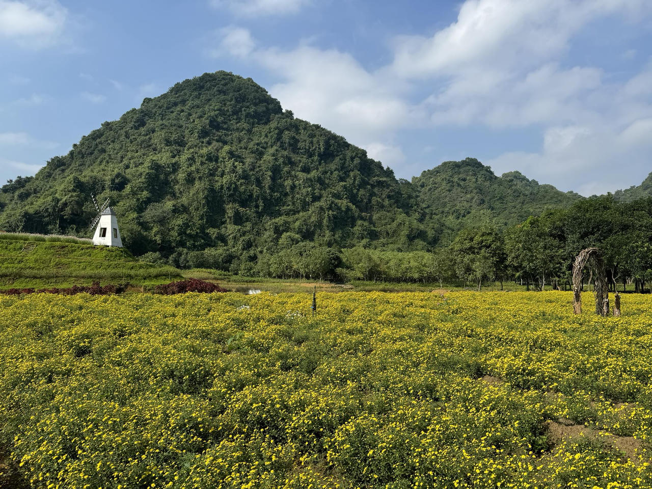 Vườn cúc họa mi 'gây sốt' ở Ninh Bình