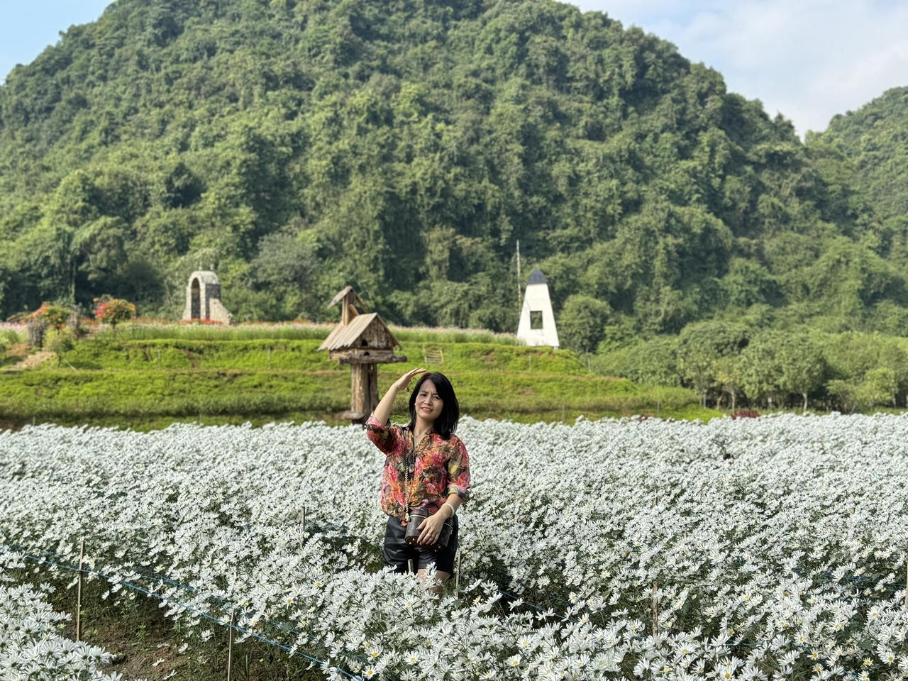 Vườn cúc họa mi 'gây sốt' ở Ninh Bình