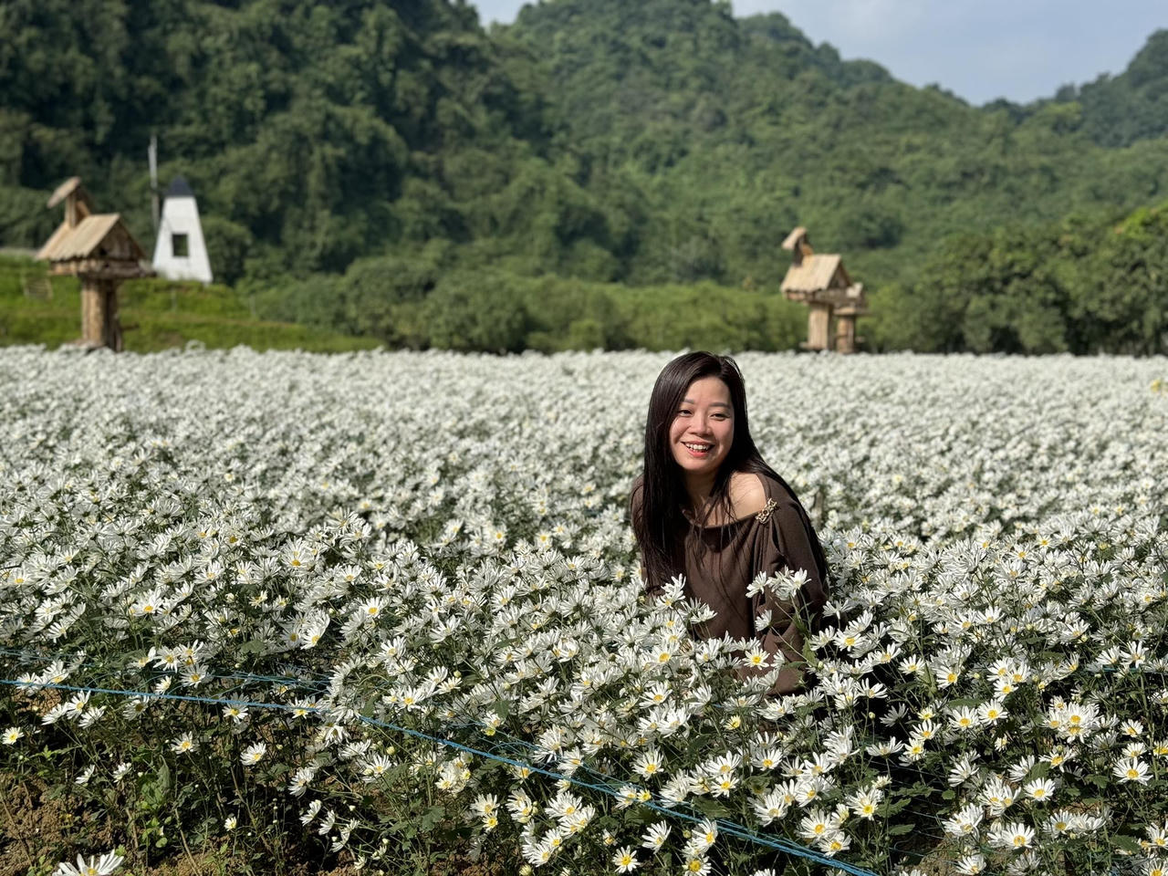 Vườn cúc họa mi 'gây sốt' ở Ninh Bình