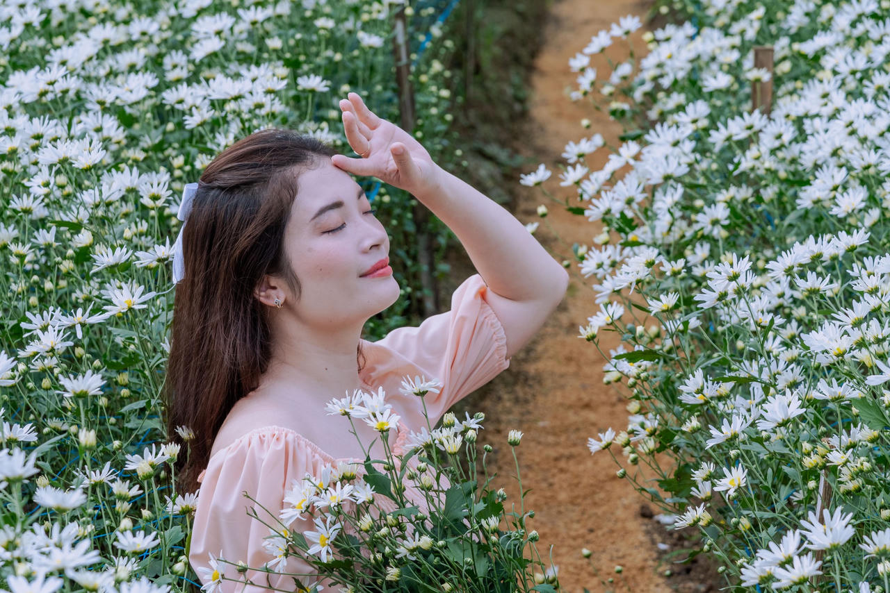 Vườn cúc họa mi 'gây sốt' ở Ninh Bình