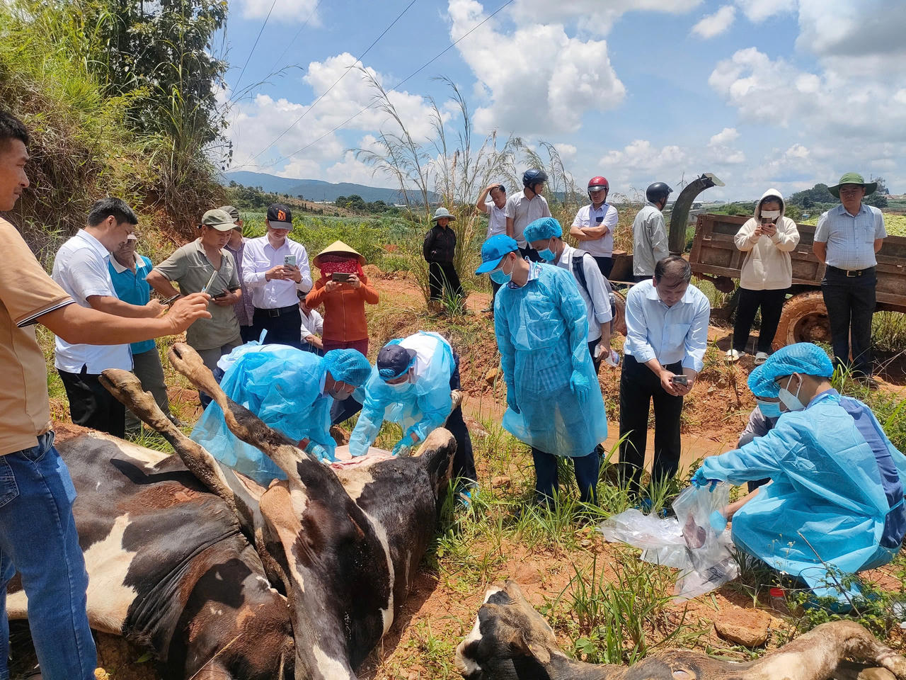 Bò sữa chết hàng loạt tại Lâm Đồng bước đầu do nhiễm Pestivirus tauri sau tiêm vaccine NAVET-LPVAC