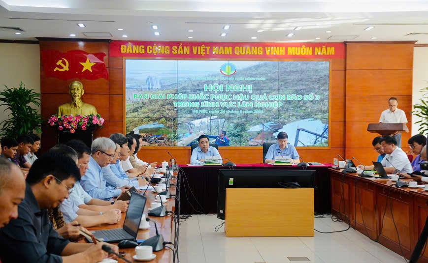 Tìm cách khôi phục gần 180.000 ha rừng bị thiệt hại nặng do bão số 3 