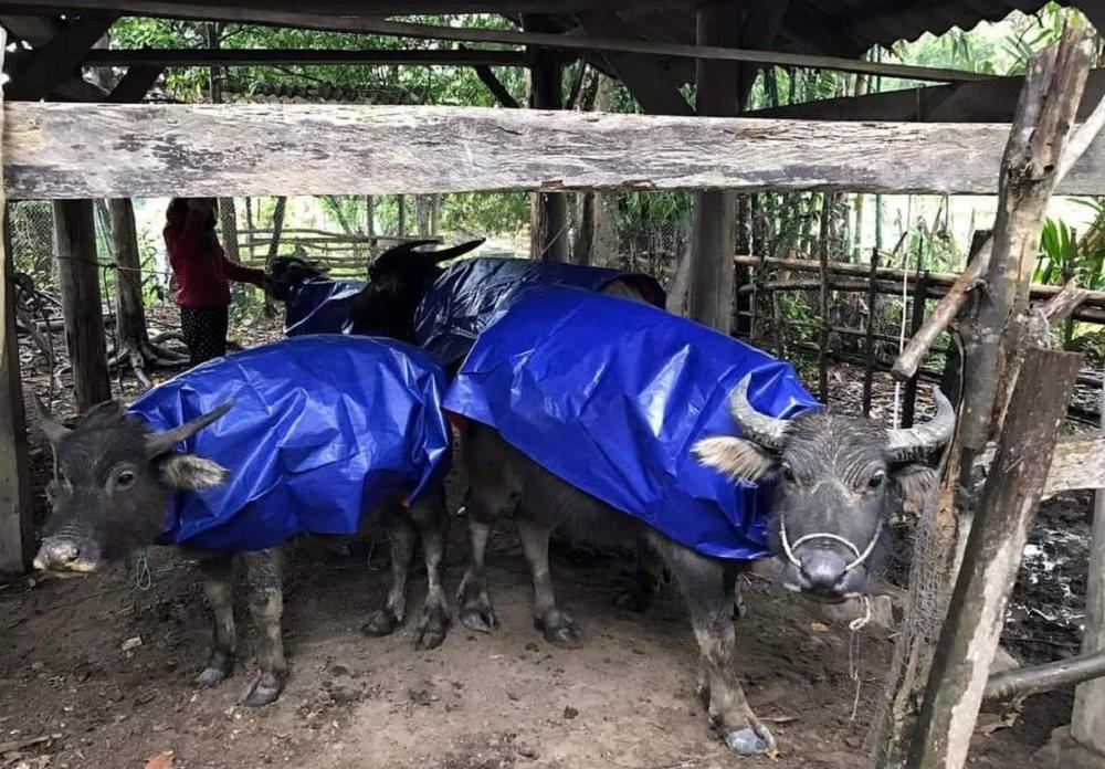 Miền Bắc chủ động ứng phó với rét đậm rét hại tăng cường