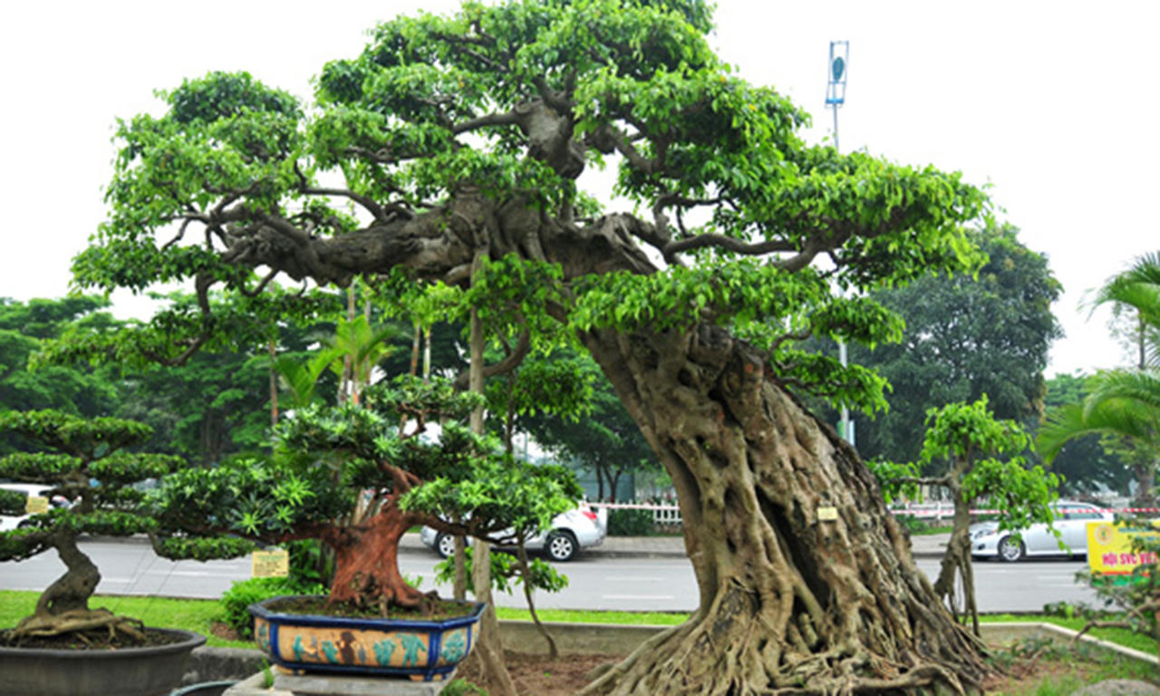 Festival Sinh Vật Cảnh năm 2024 tại Hà Nội: Sân chơi văn hóa ý nghĩa gắn với Nông thôn mới và Đô thị văn mình