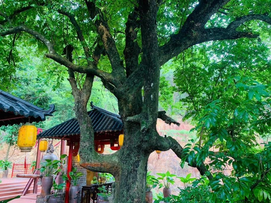 Cây thị gần 400 năm tuổi tại ngôi chùa cổ ở Hà Nam