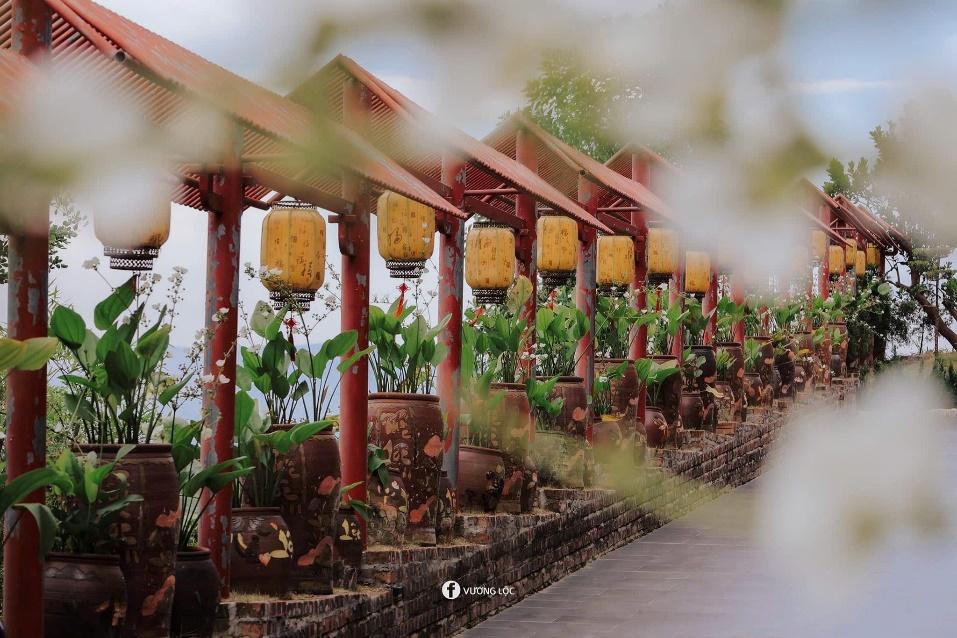 Cây thị gần 400 năm tuổi tại ngôi chùa cổ ở Hà Nam