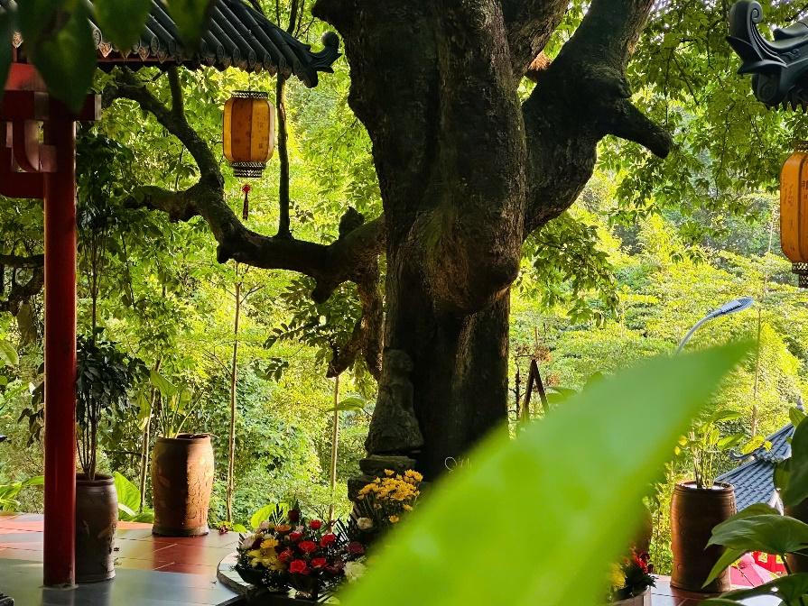 Cây thị gần 400 năm tuổi tại ngôi chùa cổ ở Hà Nam