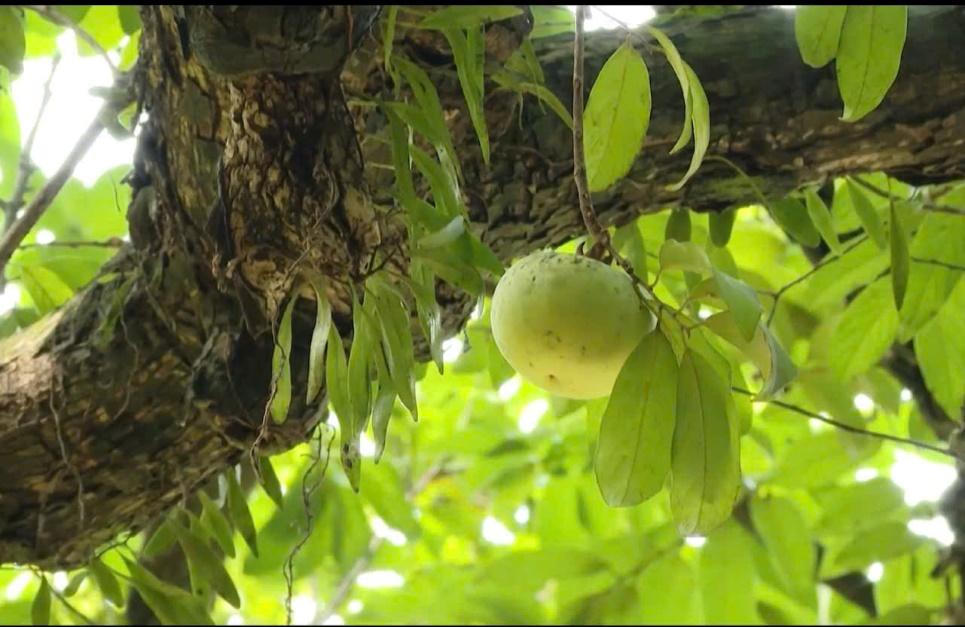 Cây thị gần 400 năm tuổi tại ngôi chùa cổ ở Hà Nam