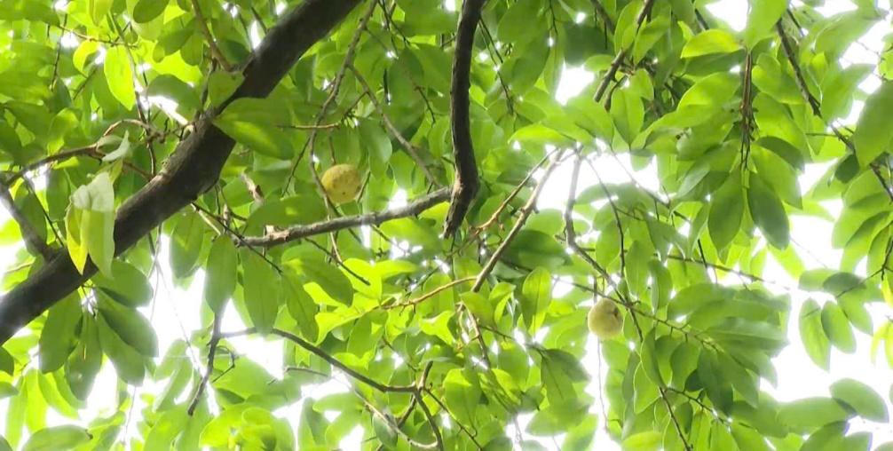 Cây thị gần 400 năm tuổi tại ngôi chùa cổ ở Hà Nam