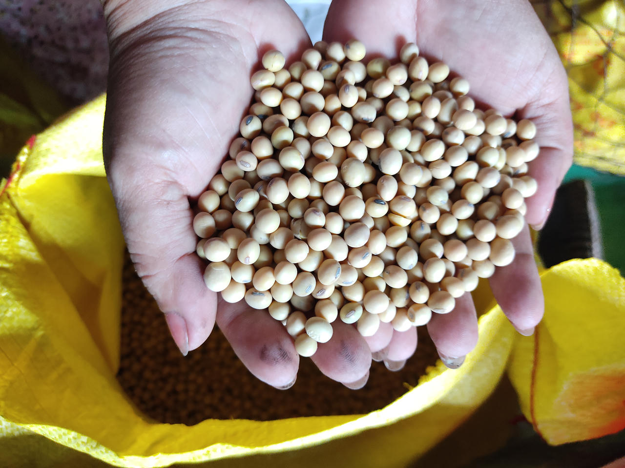 Trăm năm gìn giữ làng nghề tàu hũ ky Mỹ Hòa