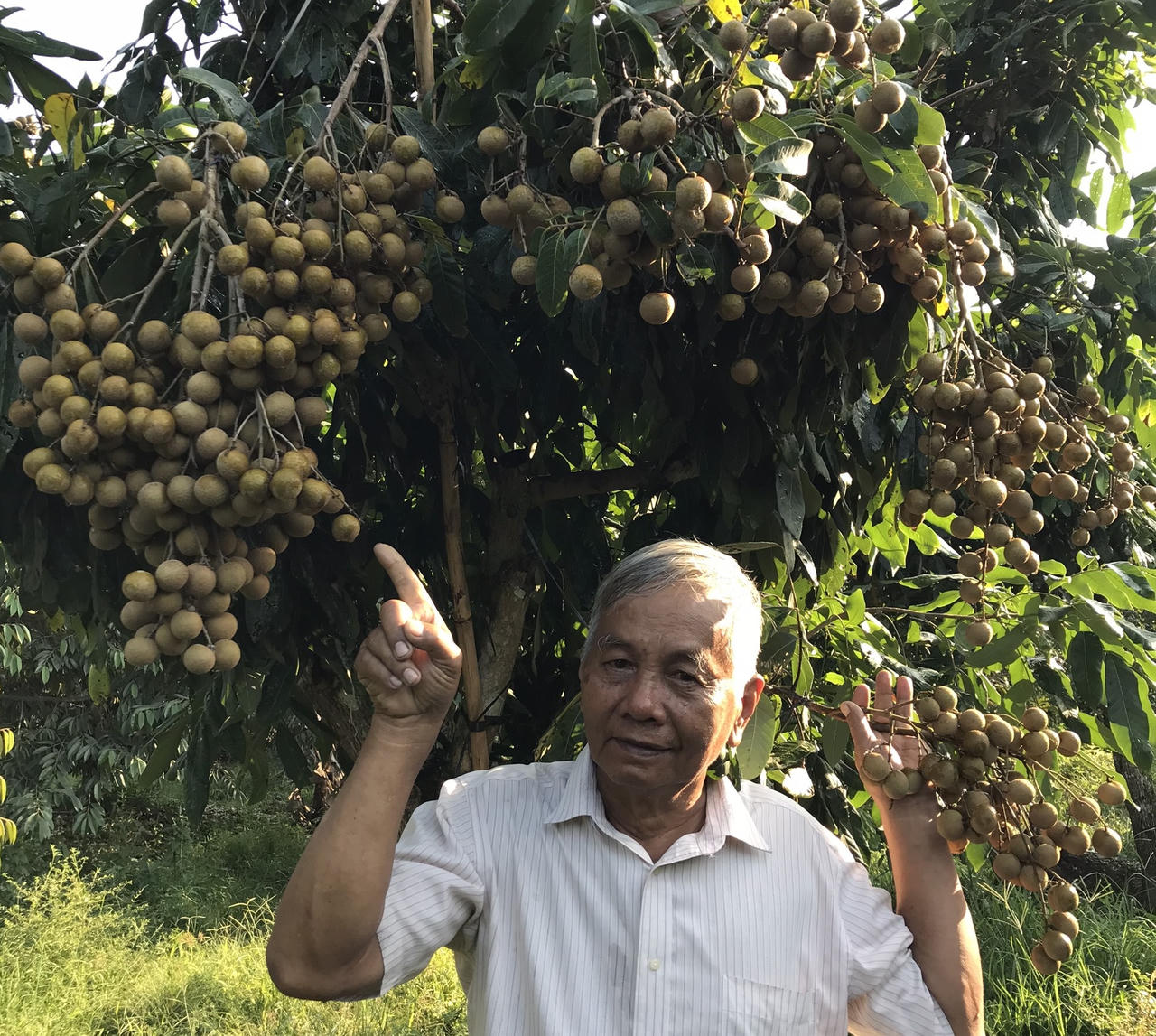 Lão nông 40 năm mày mò lai tạo bằng được giống nhãn quý trên đất Vĩnh Long 