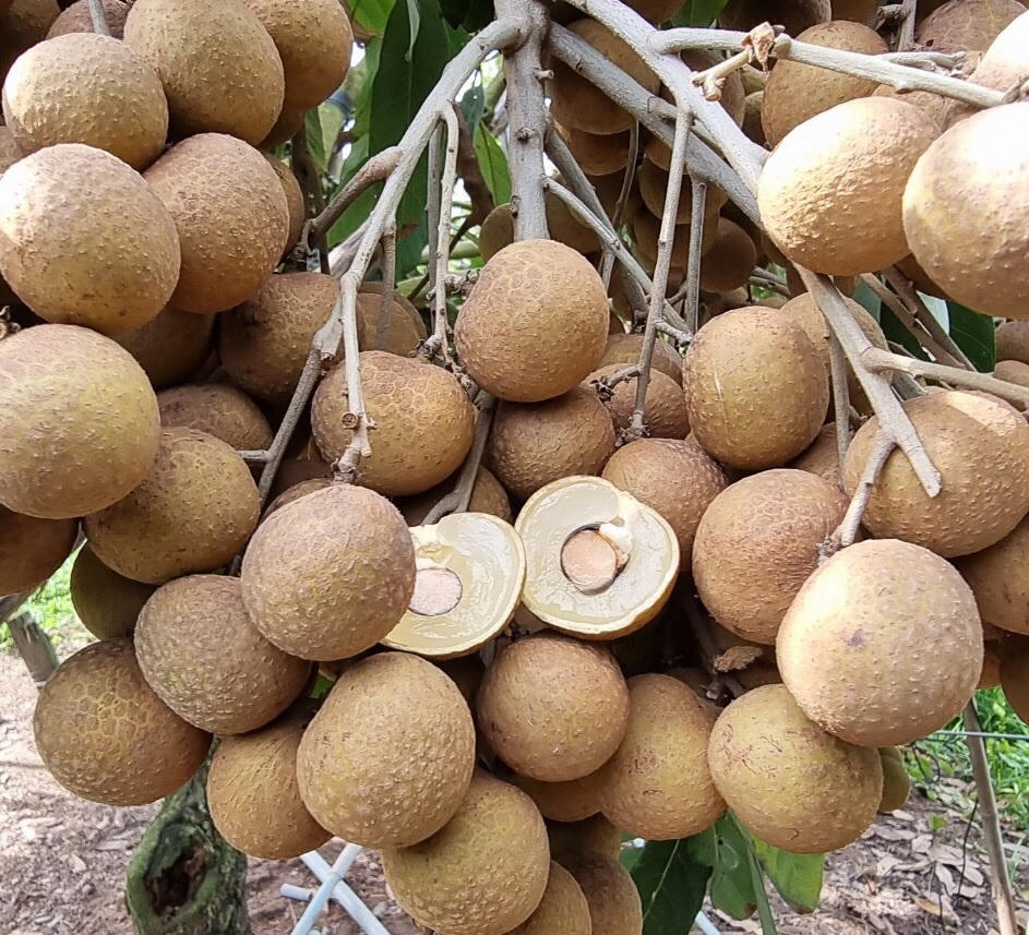 Lão nông 40 năm mày mò lai tạo bằng được giống nhãn quý trên đất Vĩnh Long 