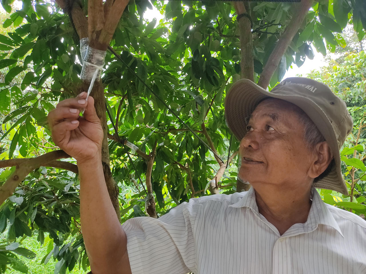 Lão nông 40 năm mày mò lai tạo bằng được giống nhãn quý trên đất Vĩnh Long 