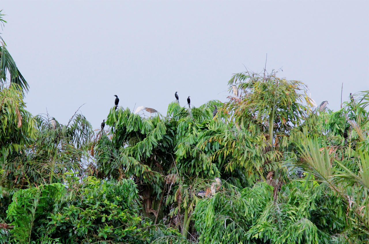 Mối duyên đặc biệt của người đàn ông ở Vĩnh Long với hàng nghìn con chim trời