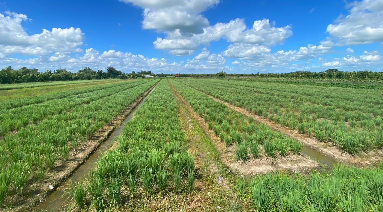 Hành trình tạo thương hiệu cho cây sả của thanh niên 9x ở Vĩnh Long 