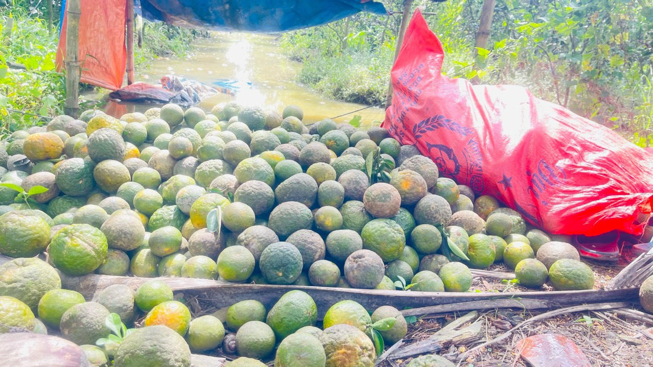 Cam sành rớt giá mạnh, nông dân Vĩnh Long lo Tết buồn